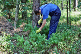 Oferta de Emprego: Outros Trabalhadores Qualificados da Floresta e Similares