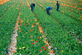 Oferta de Emprego: Trabalhador N�o Qualificado da Floricultura e Horticultura