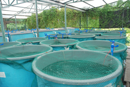 Oferta de Emprego: Trabalhador No Qualificado da Aquicultura