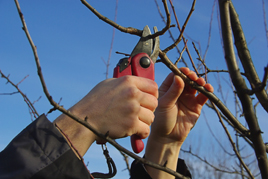 Oferta de Formao: Operador de Jardinagem